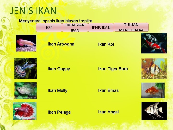 JENIS IKAN Menyenarai spesis ikan hiasan tropika BAHAGIAN HSP JENIS IKAN TUJUAN MEMELIHARA Ikan