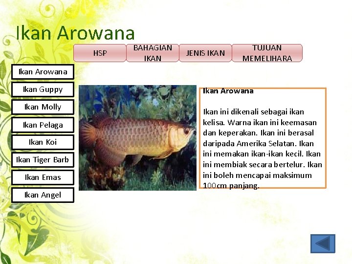 Ikan Arowana. BAHAGIAN HSP IKAN JENIS IKAN TUJUAN MEMELIHARA Ikan Arowana Ikan Guppy Ikan