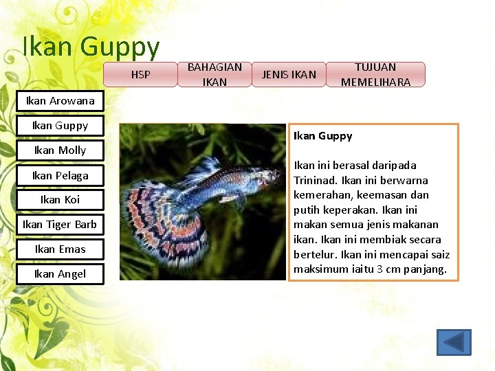 Ikan Guppy HSP BAHAGIAN IKAN JENIS IKAN TUJUAN MEMELIHARA Ikan Arowana Ikan Guppy Ikan