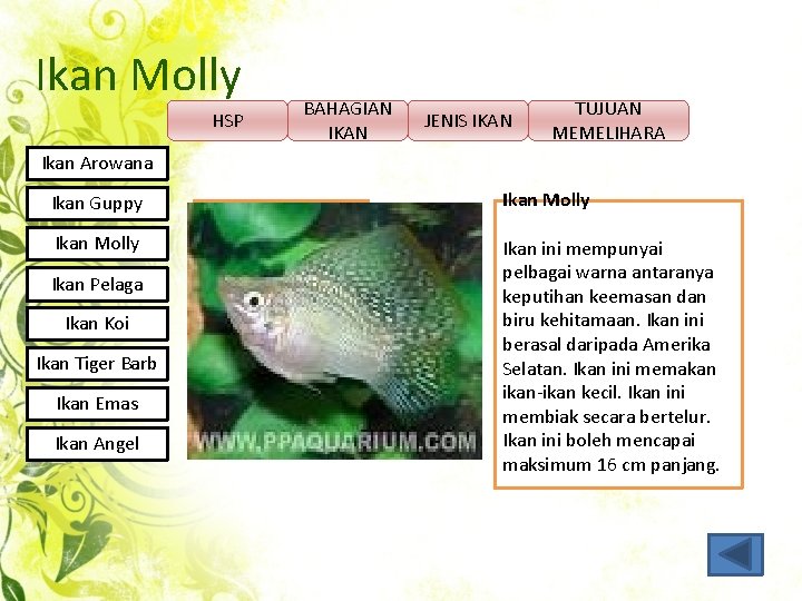 Ikan Molly HSP BAHAGIAN IKAN JENIS IKAN TUJUAN MEMELIHARA Ikan Arowana Ikan Guppy Ikan