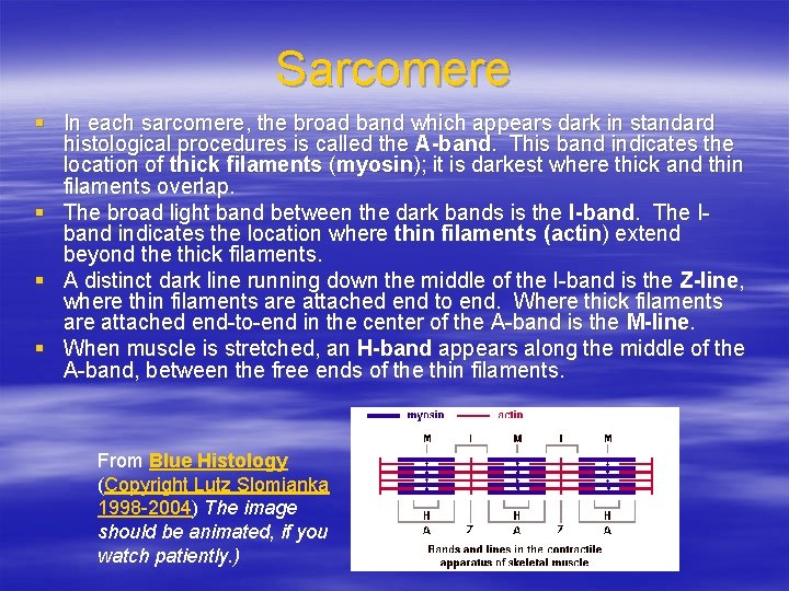 Sarcomere § In each sarcomere, the broad band which appears dark in standard histological