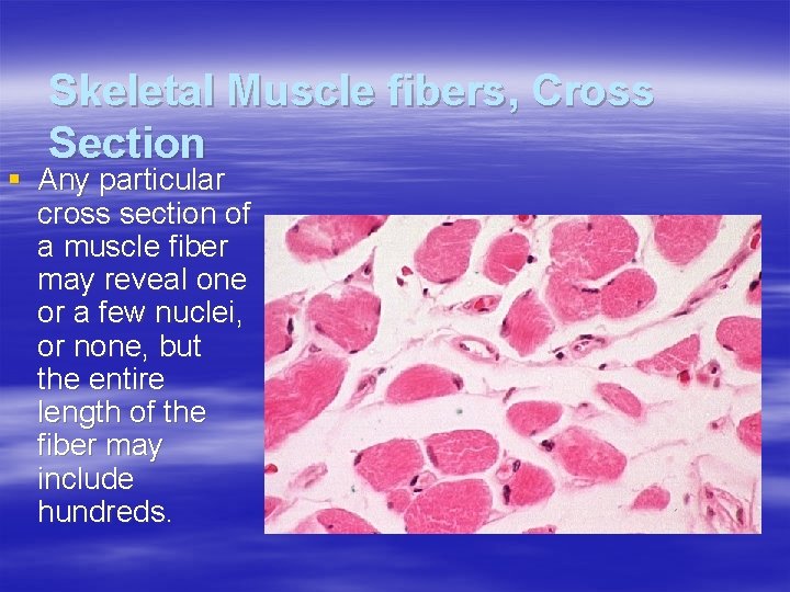 Skeletal Muscle fibers, Cross Section § Any particular cross section of a muscle fiber