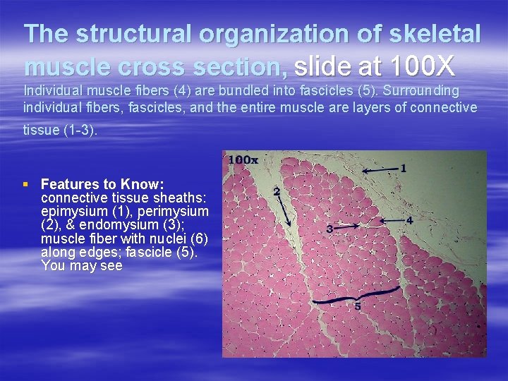 The structural organization of skeletal muscle cross section, slide at 100 X Individual muscle