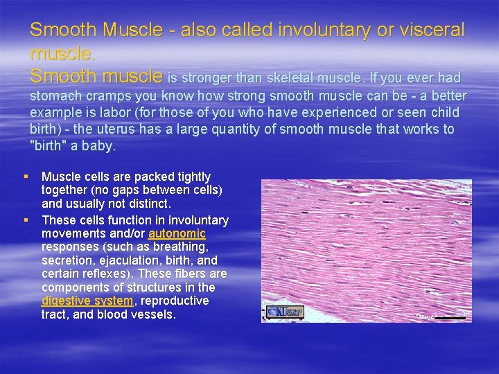 Smooth Muscle - also called involuntary or visceral muscle. Smooth muscle is stronger than