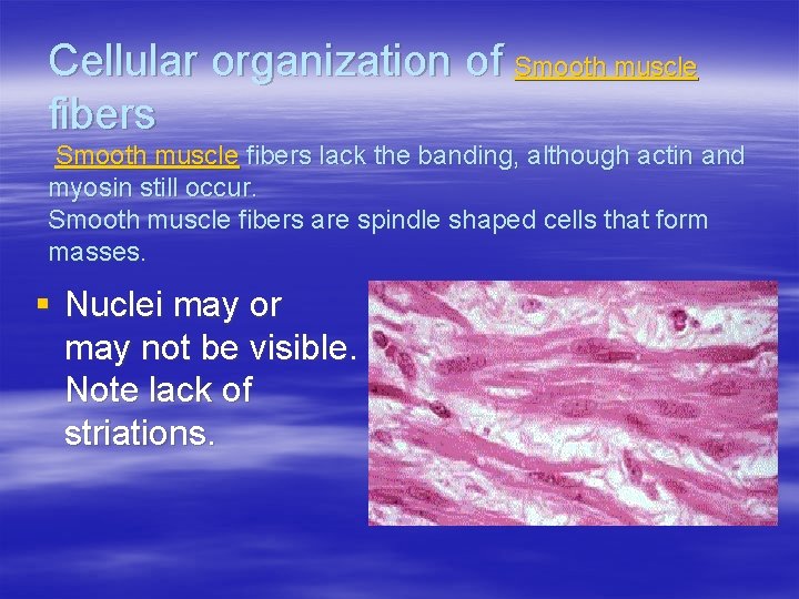 Cellular organization of Smooth muscle fibers lack the banding, although actin and myosin still