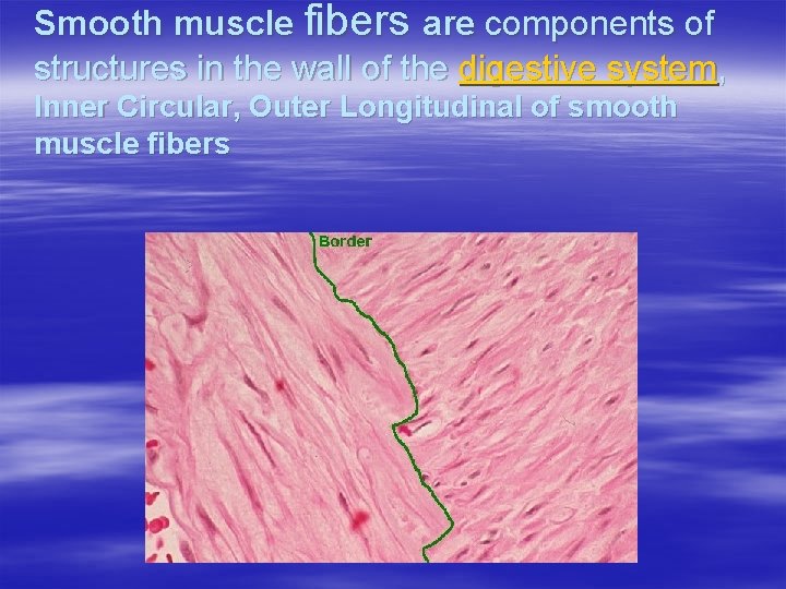 Smooth muscle fibers are components of structures in the wall of the digestive system,