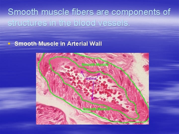 Smooth muscle fibers are components of structures in the blood vessels. § Smooth Muscle