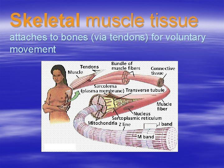 Skeletal muscle tissue attaches to bones (via tendons) for voluntary movement 