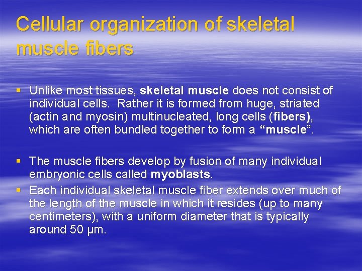 Cellular organization of skeletal muscle fibers § Unlike most tissues, skeletal muscle does not