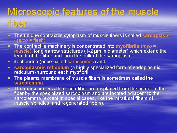 Microscopic features of the muscle fiber § The unique contractile cytoplasm of muscle fibers
