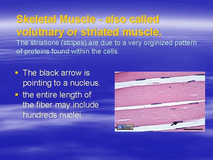 Skeletal Muscle - also called volutnary or striated muscle. The striations (stripes) are due