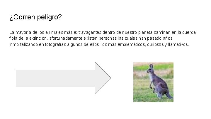 ¿Corren peligro? La mayoría de los animales más extravagantes dentro de nuestro planeta caminan