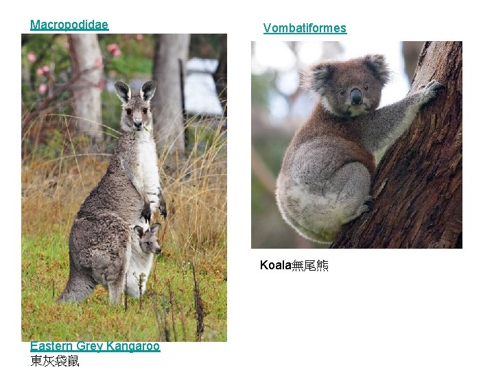 Macropodidae Vombatiformes Koala無尾熊 Eastern Grey Kangaroo 東灰袋鼠 