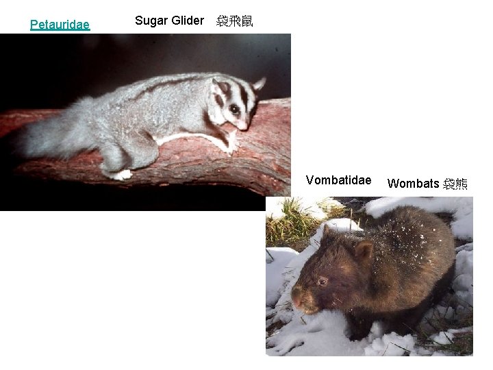 Petauridae Sugar Glider 袋飛鼠 Vombatidae Wombats 袋熊 