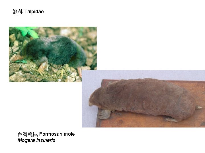 鼴科 Talpidae 台灣鼴鼠 Formosan mole Mogera insularis 