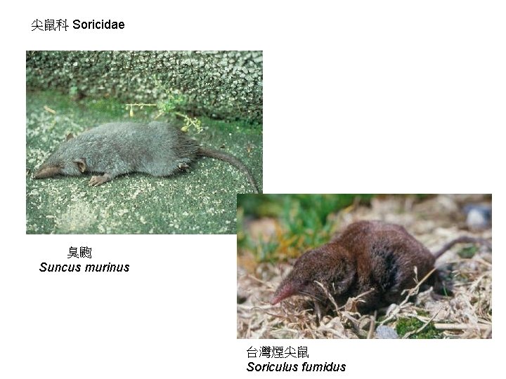 尖鼠科 Soricidae 臭鼩 Suncus murinus 台灣煙尖鼠 Soriculus fumidus 