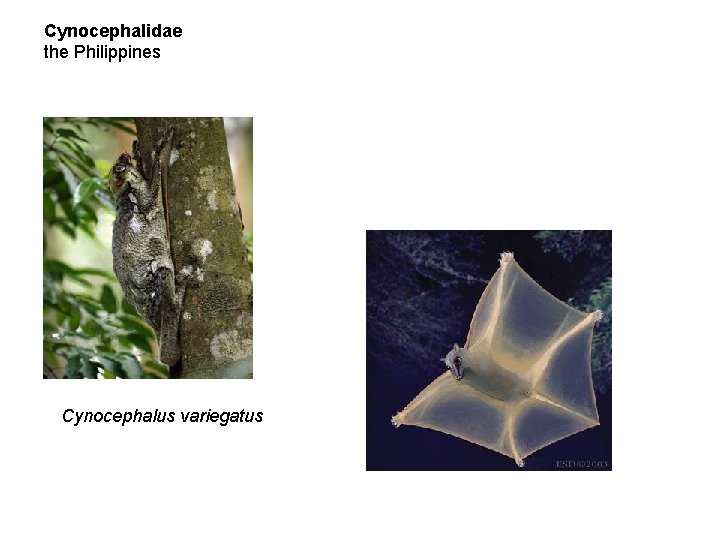 Cynocephalidae the Philippines Cynocephalus variegatus 