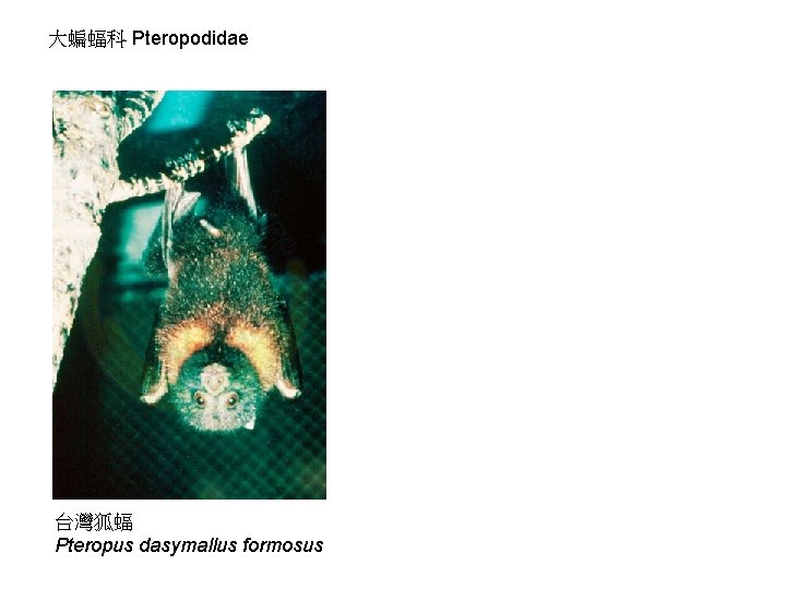 大蝙蝠科 Pteropodidae 台灣狐蝠 Pteropus dasymallus formosus 