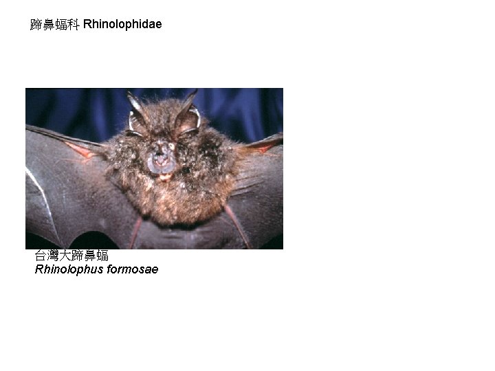 蹄鼻蝠科 Rhinolophidae 台灣大蹄鼻蝠 Rhinolophus formosae 