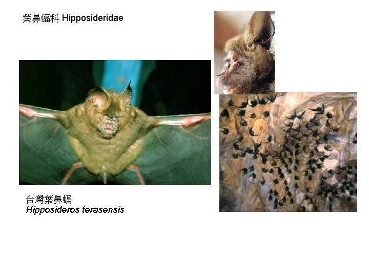 葉鼻蝠科 Hipposideridae 台灣葉鼻蝠 Hipposideros terasensis 