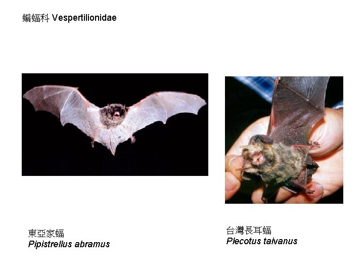 蝙蝠科 Vespertilionidae 東亞家蝠 Pipistrellus abramus 台灣長耳蝠 Plecotus taivanus 