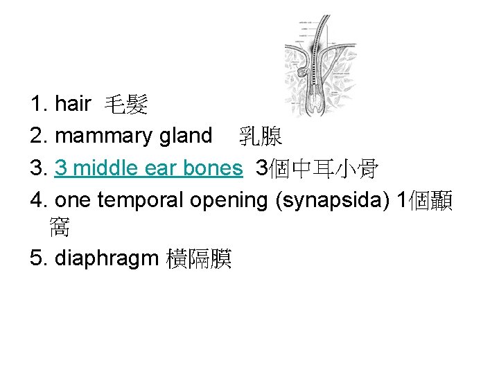 1. hair 毛髮 2. mammary gland 乳腺 3. 3 middle ear bones 3個中耳小骨 4.