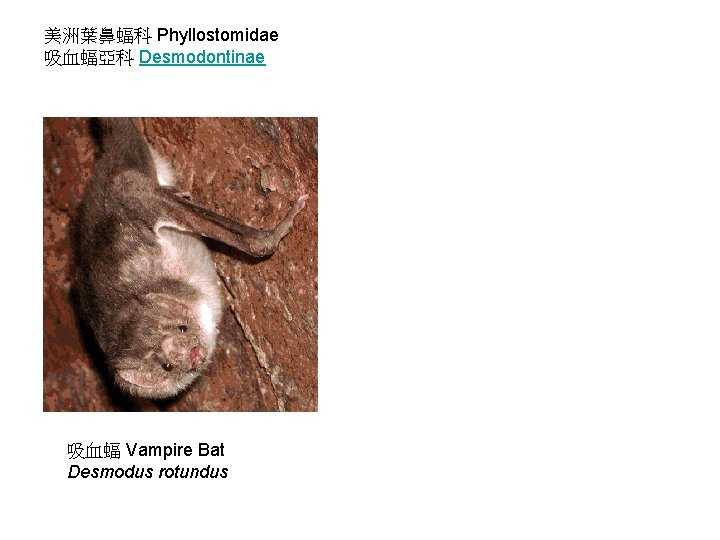 美洲葉鼻蝠科 Phyllostomidae 吸血蝠亞科 Desmodontinae 吸血蝠 Vampire Bat Desmodus rotundus 