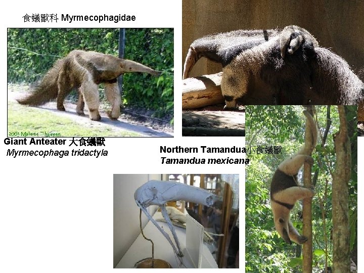 食蟻獸科 Myrmecophagidae Giant Anteater 大食蟻獸 Myrmecophaga tridactyla Northern Tamandua小食蟻獸 Tamandua mexicana 