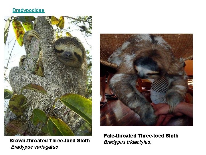 Bradypodidae Brown-throated Three-toed Sloth Bradypus variegatus Pale-throated Three-toed Sloth Bradypus tridactylus) 