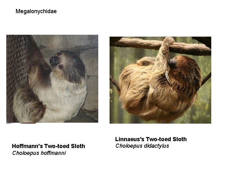 Megalonychidae Hoffmann's Two-toed Sloth Choloepus hoffmanni Linnaeus's Two-toed Sloth Choloepus didactylus 