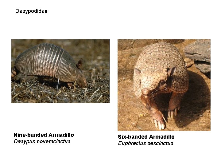 Dasypodidae Nine-banded Armadillo Dasypus novemcinctus Six-banded Armadillo Euphractus sexcinctus 