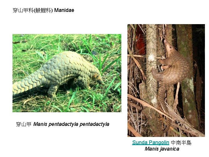 穿山甲科(鯪鯉科) Manidae 穿山甲 Manis pentadactyla Sunda Pangolin 中南半島 Manis javanica 