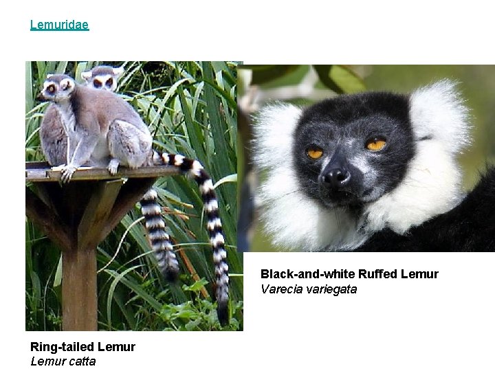 Lemuridae Black-and-white Ruffed Lemur Varecia variegata Ring-tailed Lemur catta 