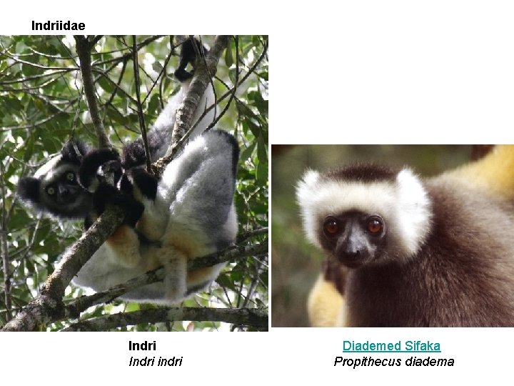 Indriidae Indri indri Diademed Sifaka Propithecus diadema 