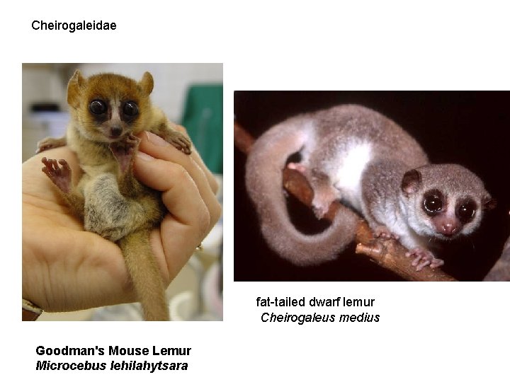 Cheirogaleidae fat-tailed dwarf lemur Cheirogaleus medius Goodman's Mouse Lemur Microcebus lehilahytsara 