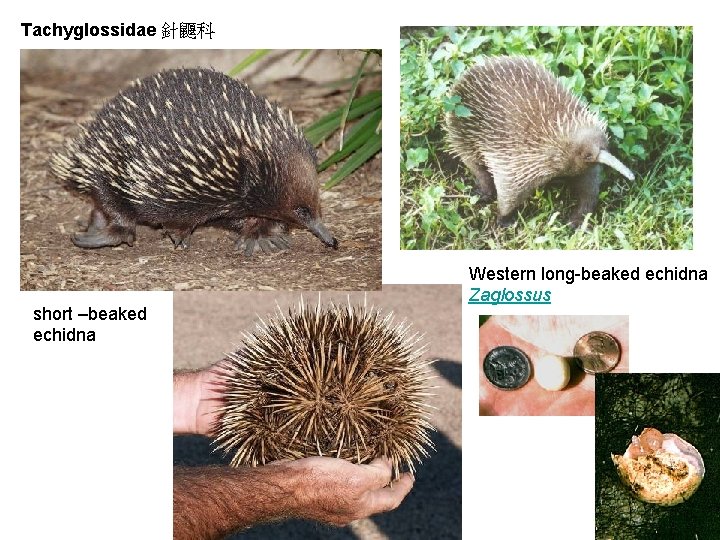 Tachyglossidae 針鼴科 short –beaked echidna Western long-beaked echidna Zaglossus 