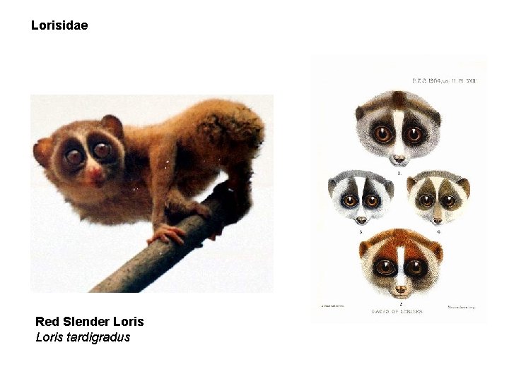 Lorisidae Red Slender Loris tardigradus 