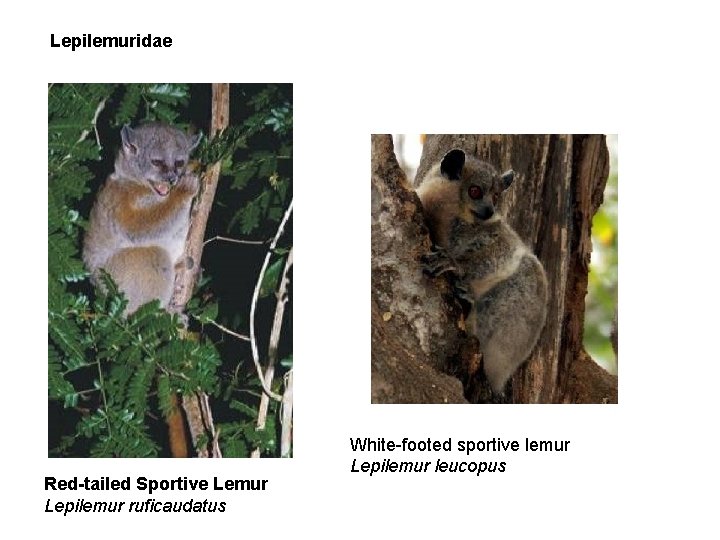 Lepilemuridae Red-tailed Sportive Lemur Lepilemur ruficaudatus White-footed sportive lemur Lepilemur leucopus 