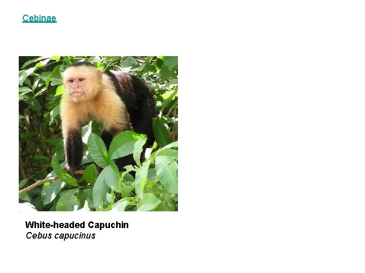 Cebinae White-headed Capuchin Cebus capucinus 