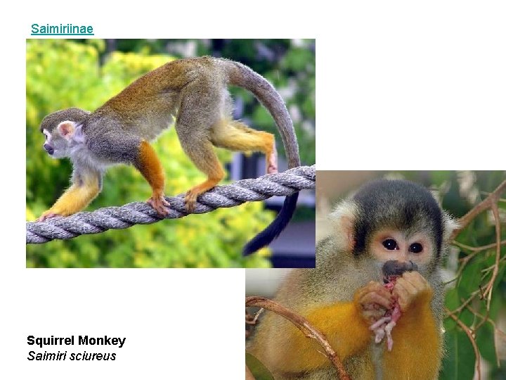 Saimiriinae Squirrel Monkey Saimiri sciureus 