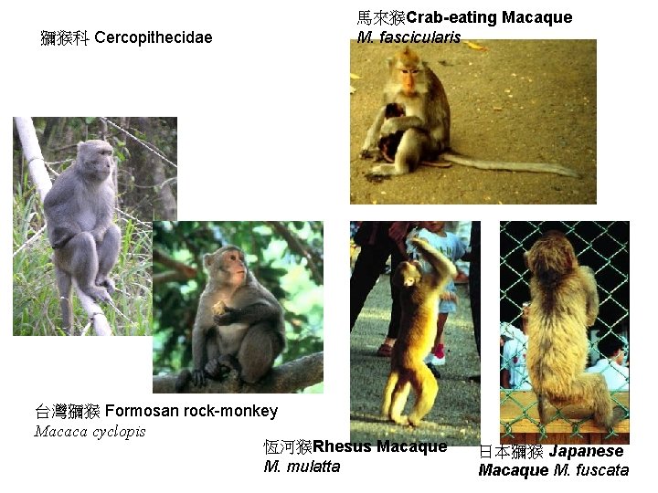 獼猴科 Cercopithecidae 馬來猴Crab-eating Macaque M. fascicularis 台灣獼猴 Formosan rock-monkey Macaca cyclopis 恆河猴Rhesus Macaque M.