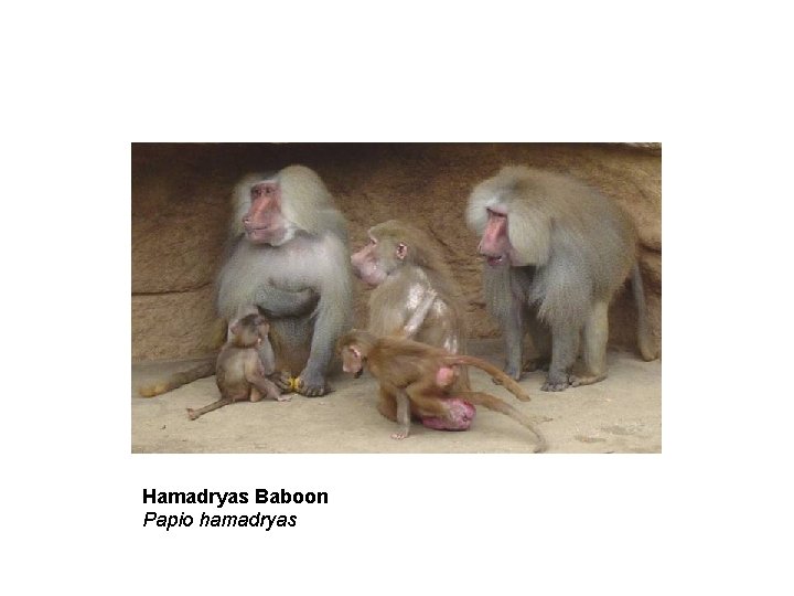 Hamadryas Baboon Papio hamadryas 
