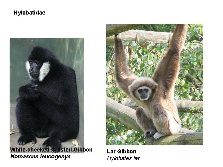 Hylobatidae White-cheeked Crested Gibbon Nomascus leucogenys Lar Gibbon Hylobates lar 