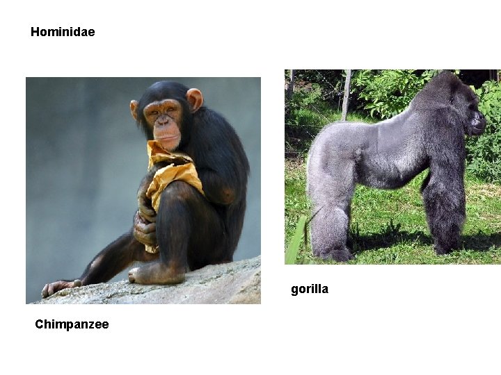 Hominidae gorilla Chimpanzee 