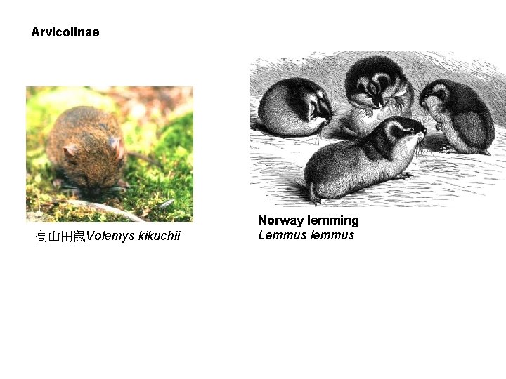 Arvicolinae 高山田鼠Volemys kikuchii Norway lemming Lemmus lemmus 