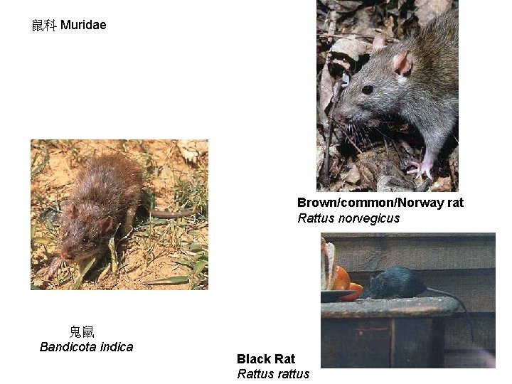 鼠科 Muridae Brown/common/Norway rat Rattus norvegicus 鬼鼠 Bandicota indica Black Rattus rattus 