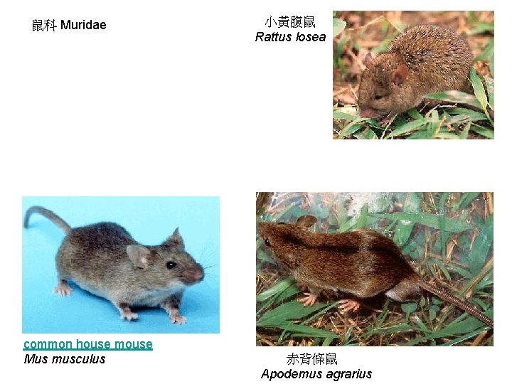 鼠科 Muridae common house mouse Mus musculus 小黃腹鼠 Rattus losea 赤背條鼠 Apodemus agrarius 