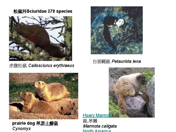 松鼠科Sciuridae 278 species 赤腹松鼠 Callosciurus erythraeus prairie dog 草原土撥鼠 Cynomys 白面鼯鼠 Petaurista lena Hoary