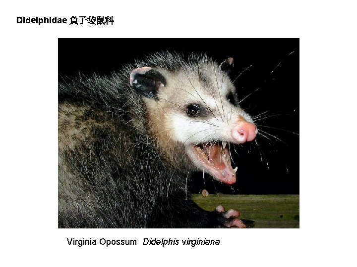 Didelphidae 負子袋鼠科 Virginia Opossum Didelphis virginiana 