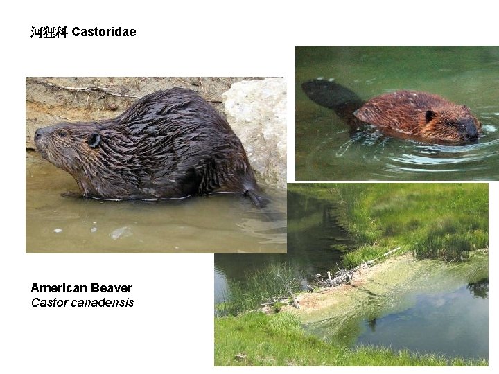 河狸科 Castoridae American Beaver Castor canadensis 